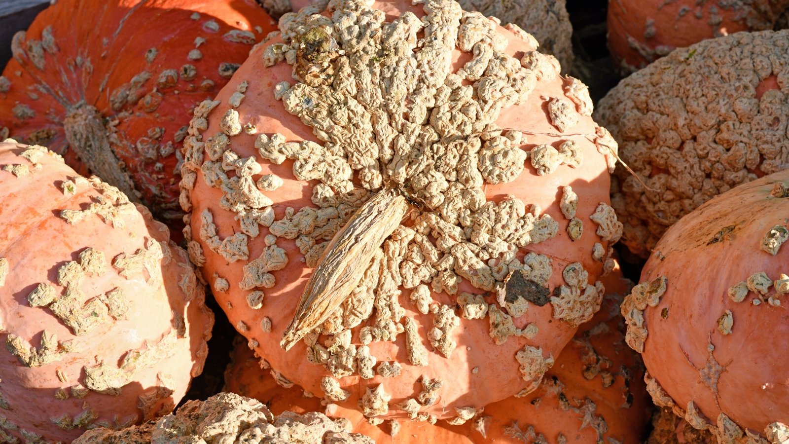 A pile of freshly harvested, pale salmon-pink fruits with deeply ribbed skin covered in rough, warty beige growths and thick, woody stems.