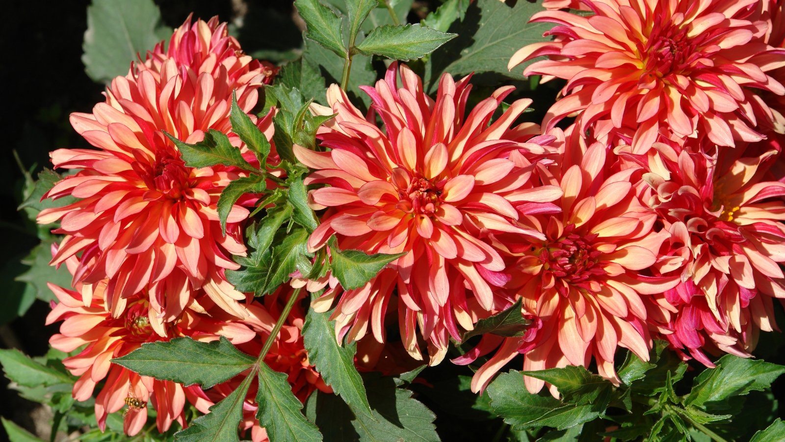 Large, fully double blooms with tightly layered petals in creamy white and soft pink tones.