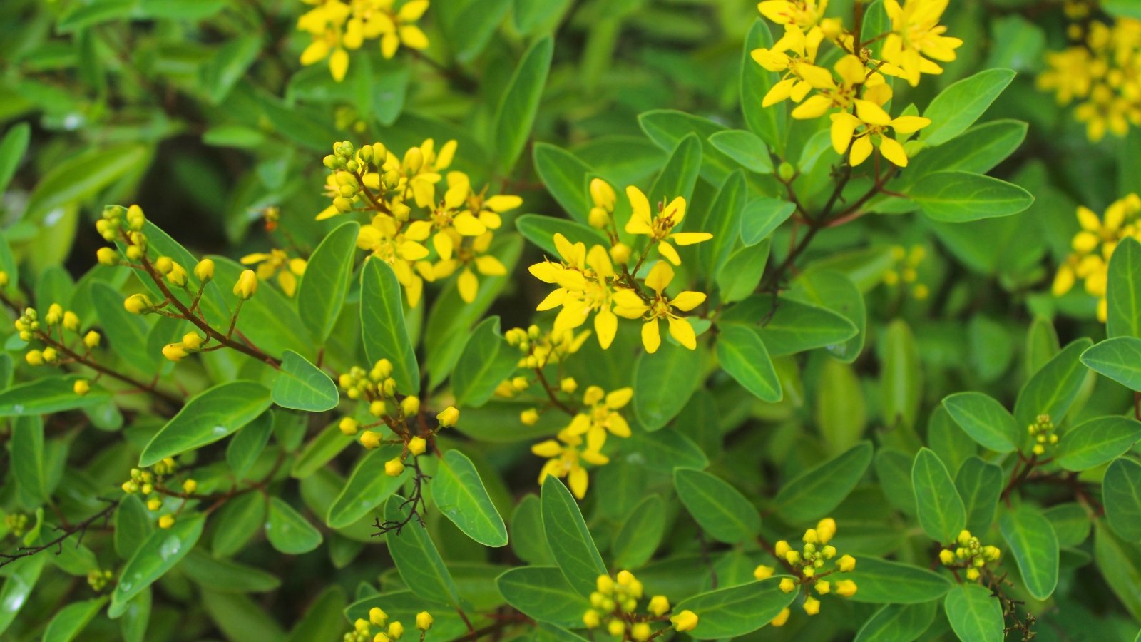Compact clusters of bright yellow, star-shaped flowers and rounded buds emerge from branches adorned with smooth, oval-shaped green leaves.