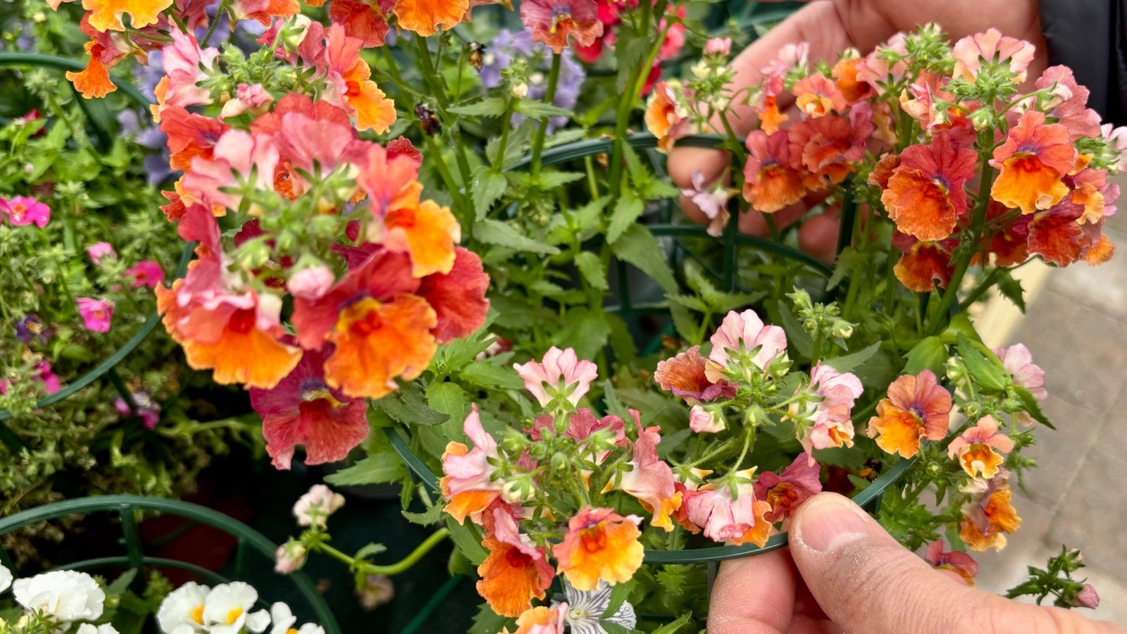 Close-up of male gardener's hands inspecting orange-yellow, brightly blooming, two-lipped flowers atop serrated green foliage in seed-grown pots.
