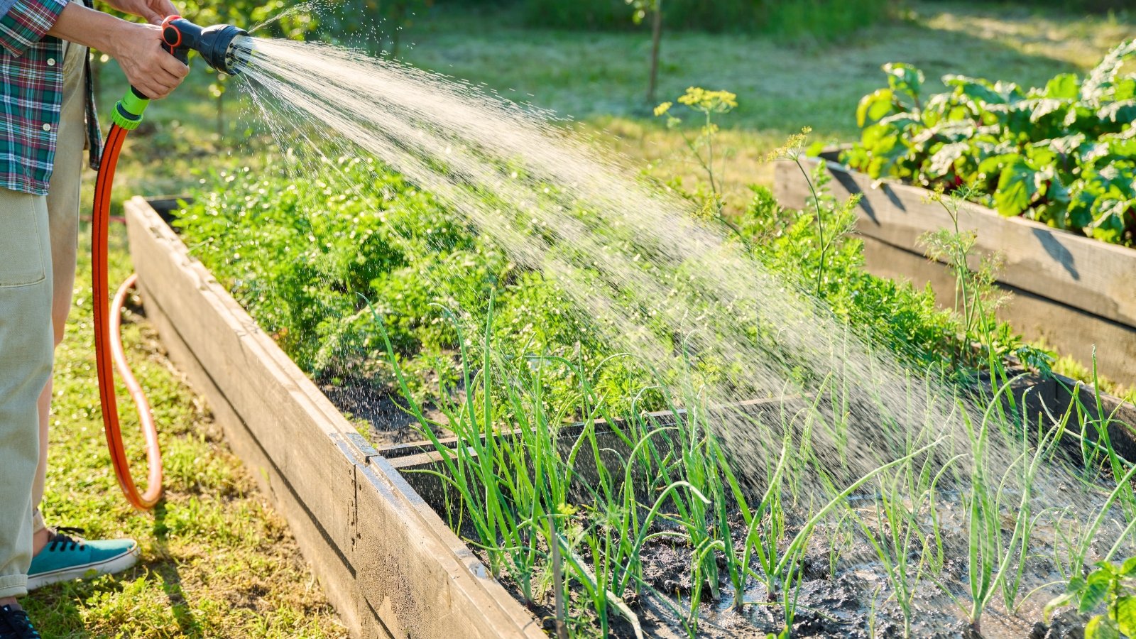 A gardener in a plaid shirt holds a hose and waters young vegetable crops growing on wooden raised beds in a sunlit summer garden.