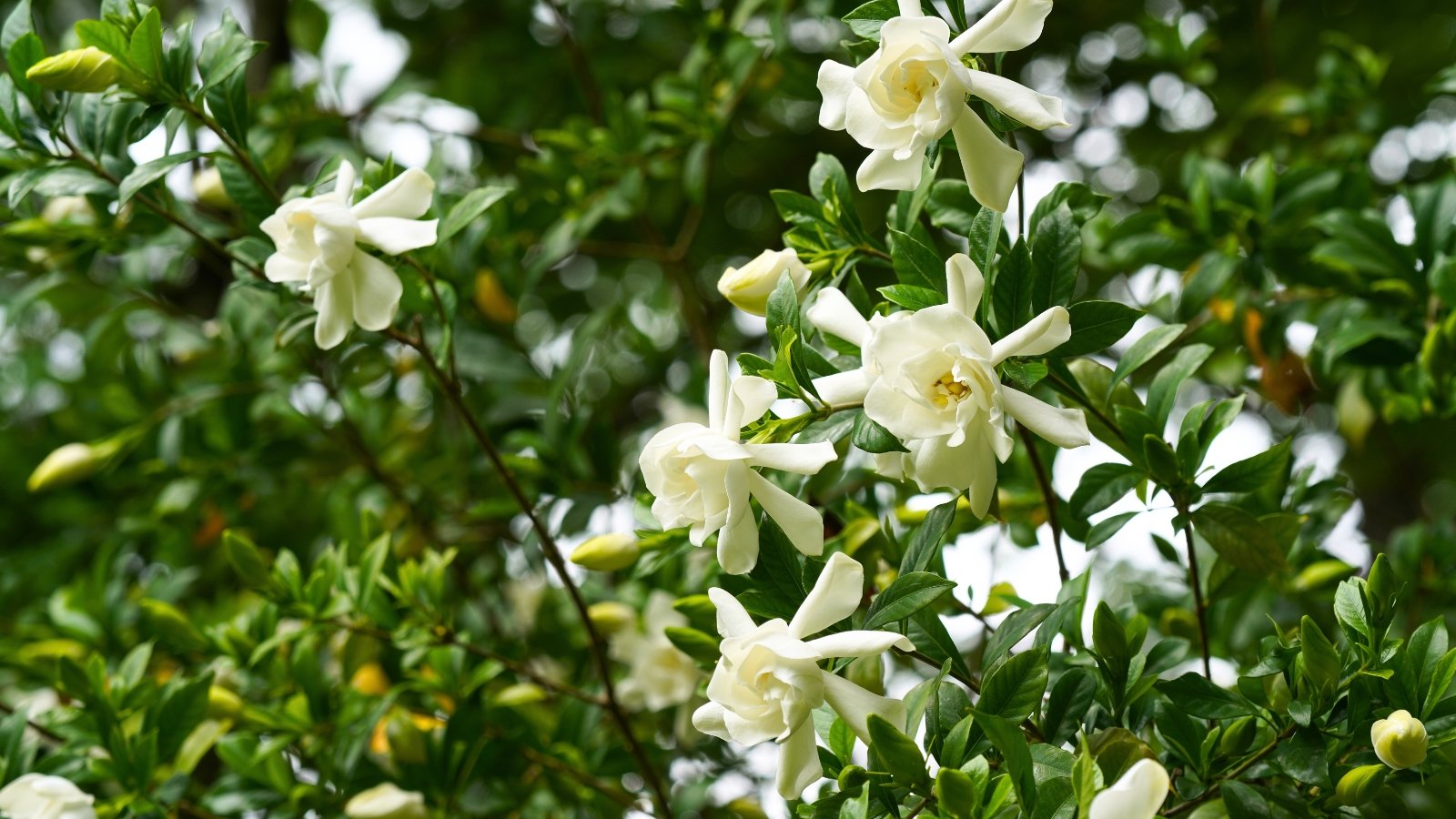 Glossy dark green leaves surround creamy white gardenia flowers with layered, velvety petals in full bloom.