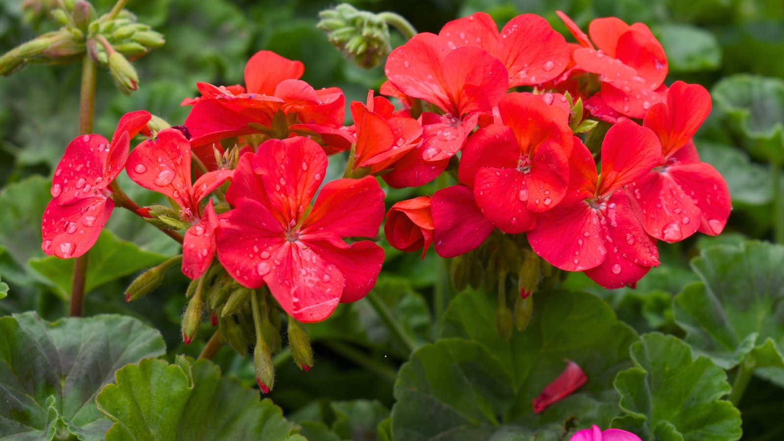 Clusters of vibrant red geranium flowers with rounded petals and bright green, scalloped leaves in full bloom.