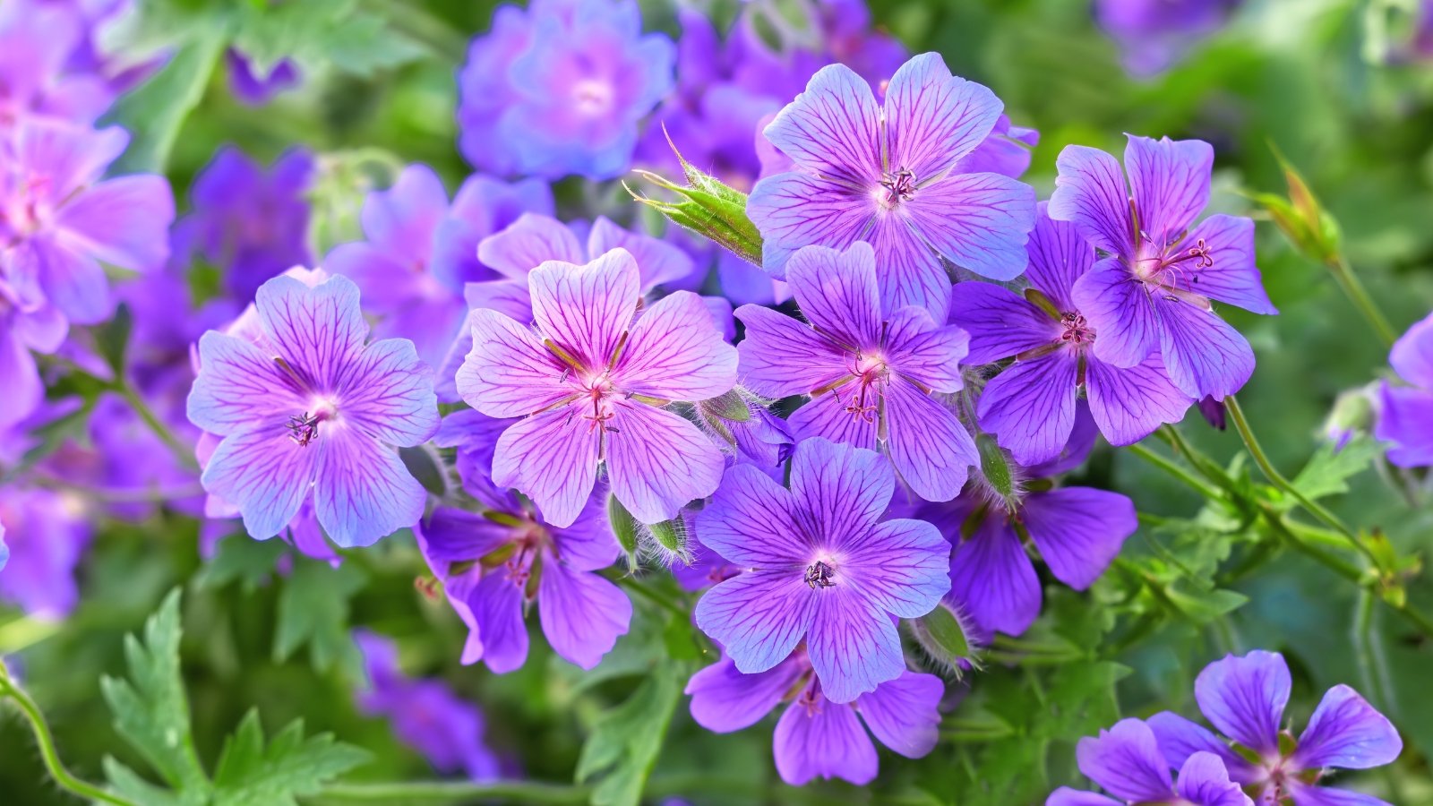 Mounded plants with soft, rounded green leaves produce saucer-shaped blooms in shades of violet.