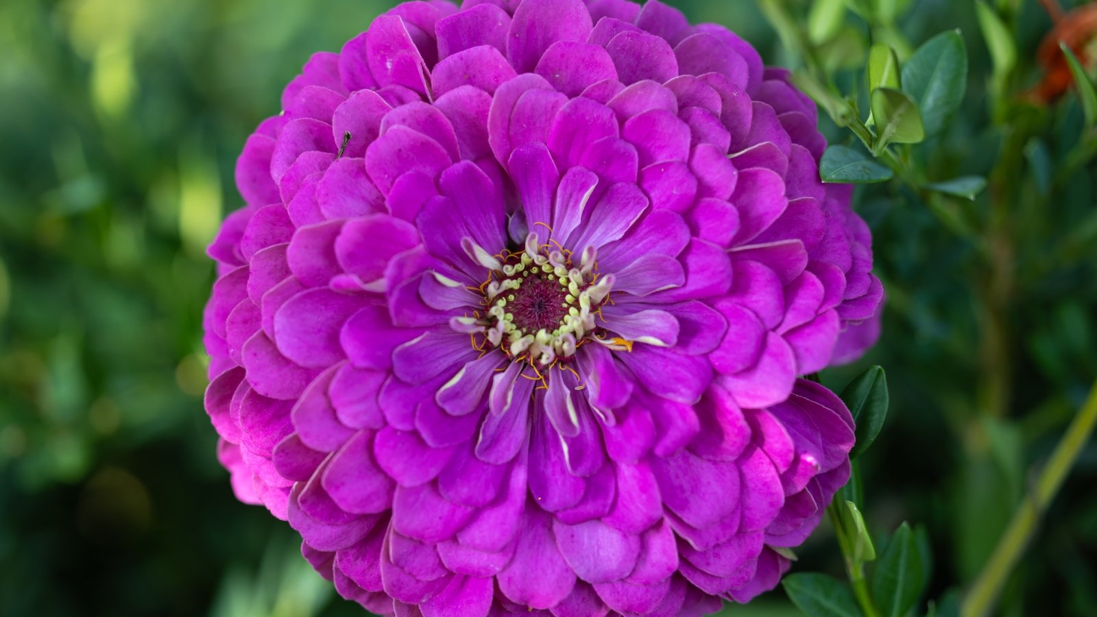 Close-up of a zinnia flower showing dense, velvety magenta-purple petals layered in a full, dome-shaped bloom with a tiny golden-yellow center.
