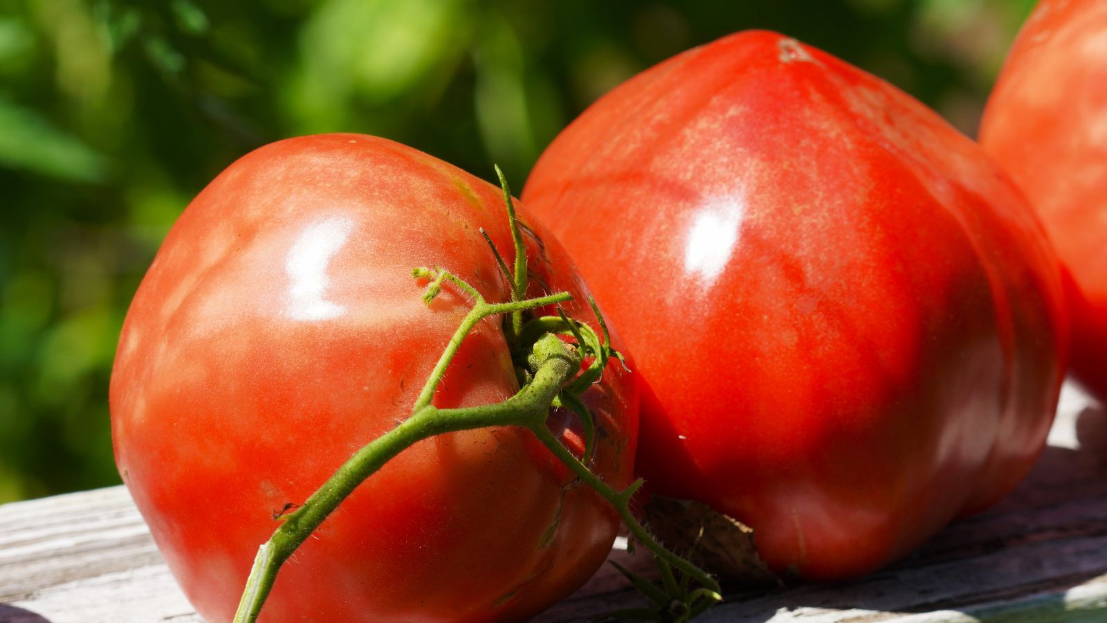 A close-up shot several freshly harvested oxhearts variety of fruits called Giant of Siebenburgen