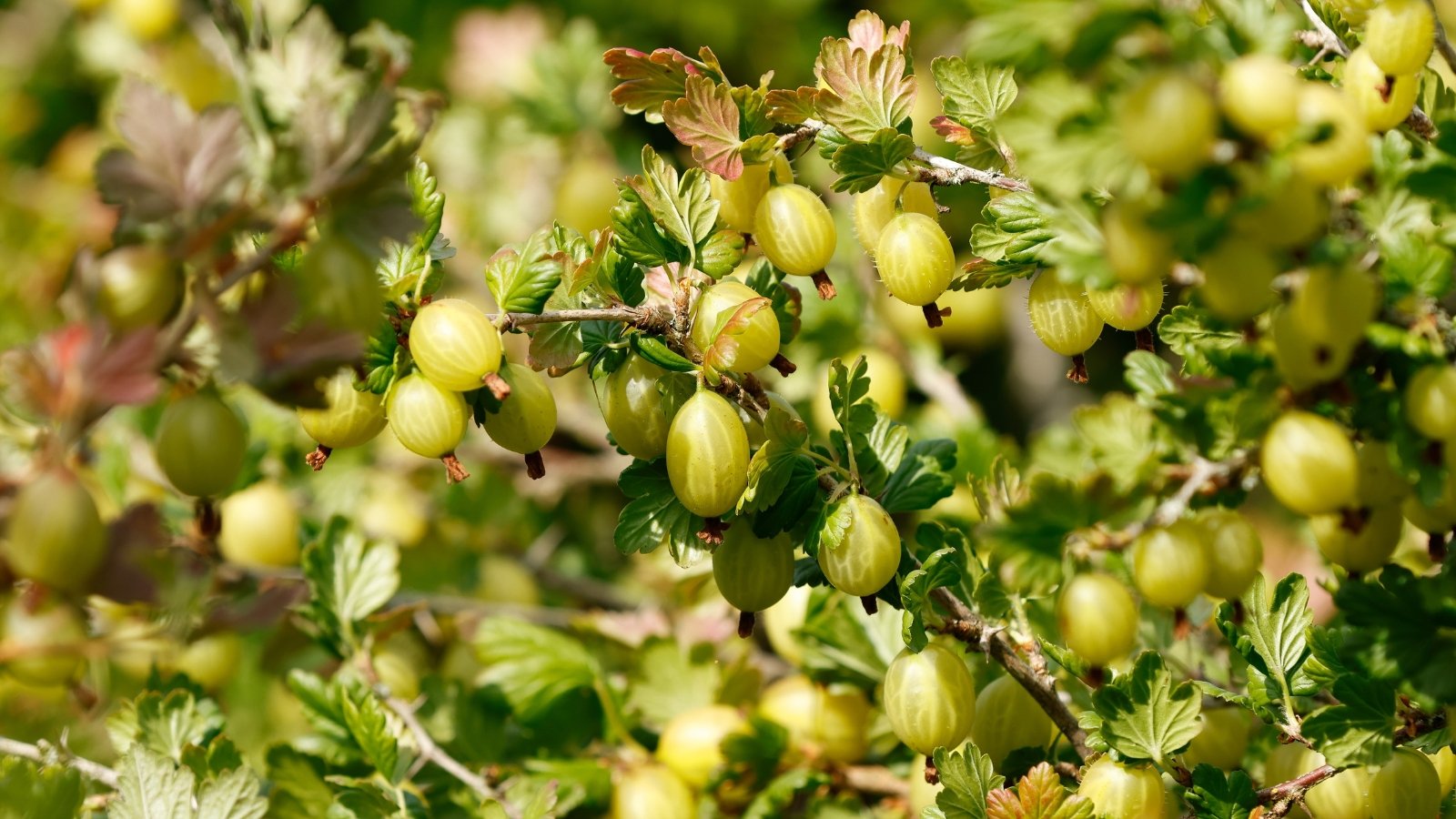 Arching branches bear lobed green leaves and small, translucent berries in pale green hues.