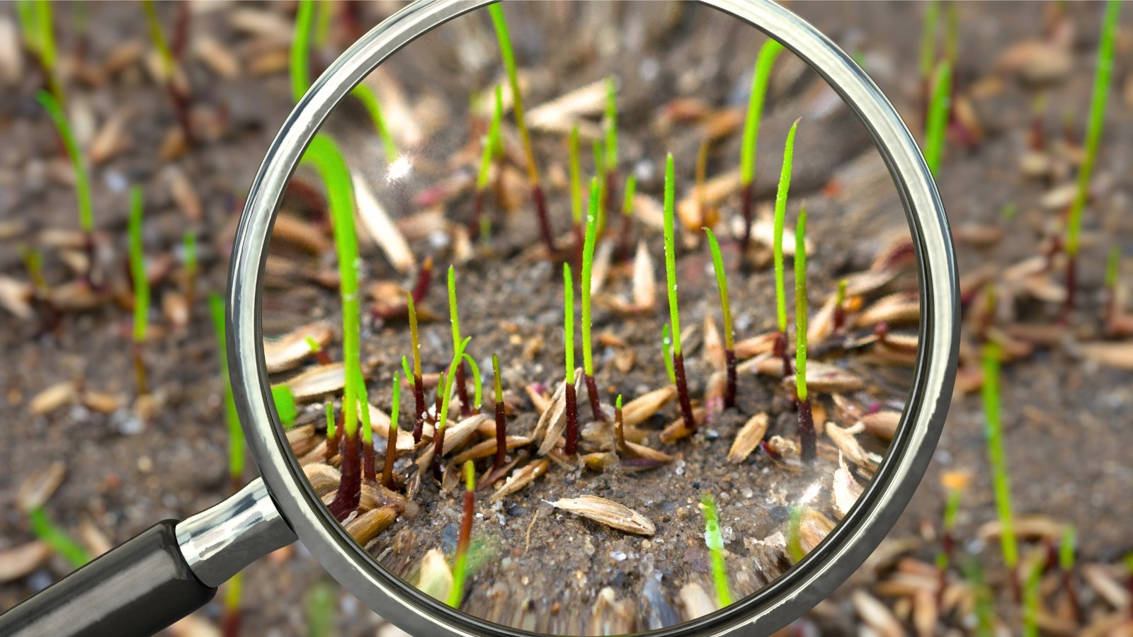 A close-up of sprouting grass seeds under a magnifying glass, showing thin, upright, green stems and leaves among brown soil and scattered seeds.