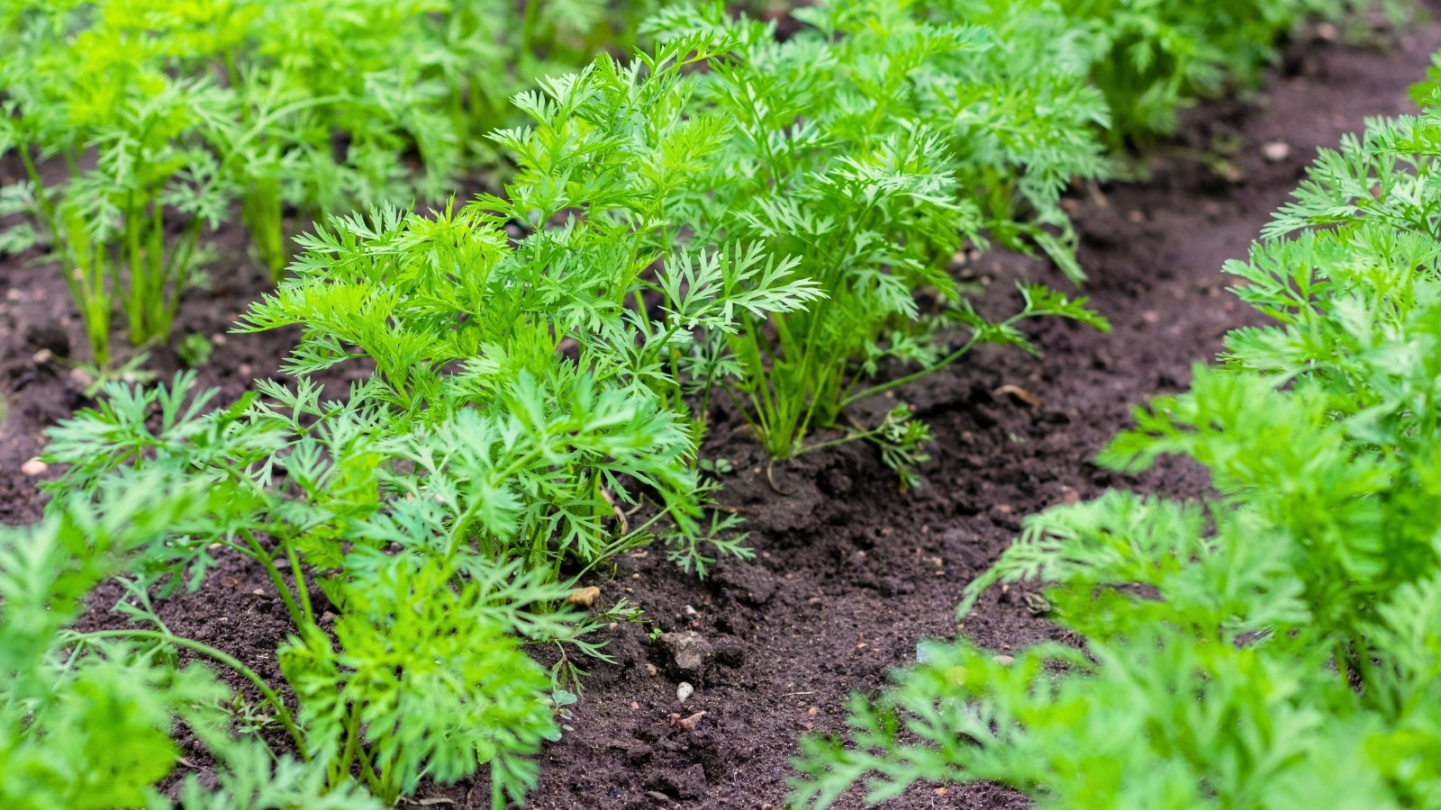 Rows of green carrot plants with finely divided, feathery leaves and slender upright stems grow densely across the sunlit field.