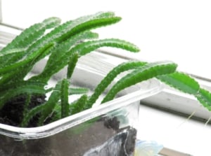 Growing dragon fruit from seed with the young plant developing in a clear container placed near a window with abundant sunlight