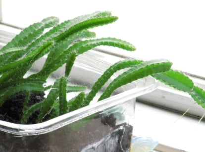 Growing dragon fruit from seed with the young plant developing in a clear container placed near a window with abundant sunlight