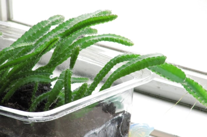 Growing dragon fruit from seed with the young plant developing in a clear container placed near a window with abundant sunlight