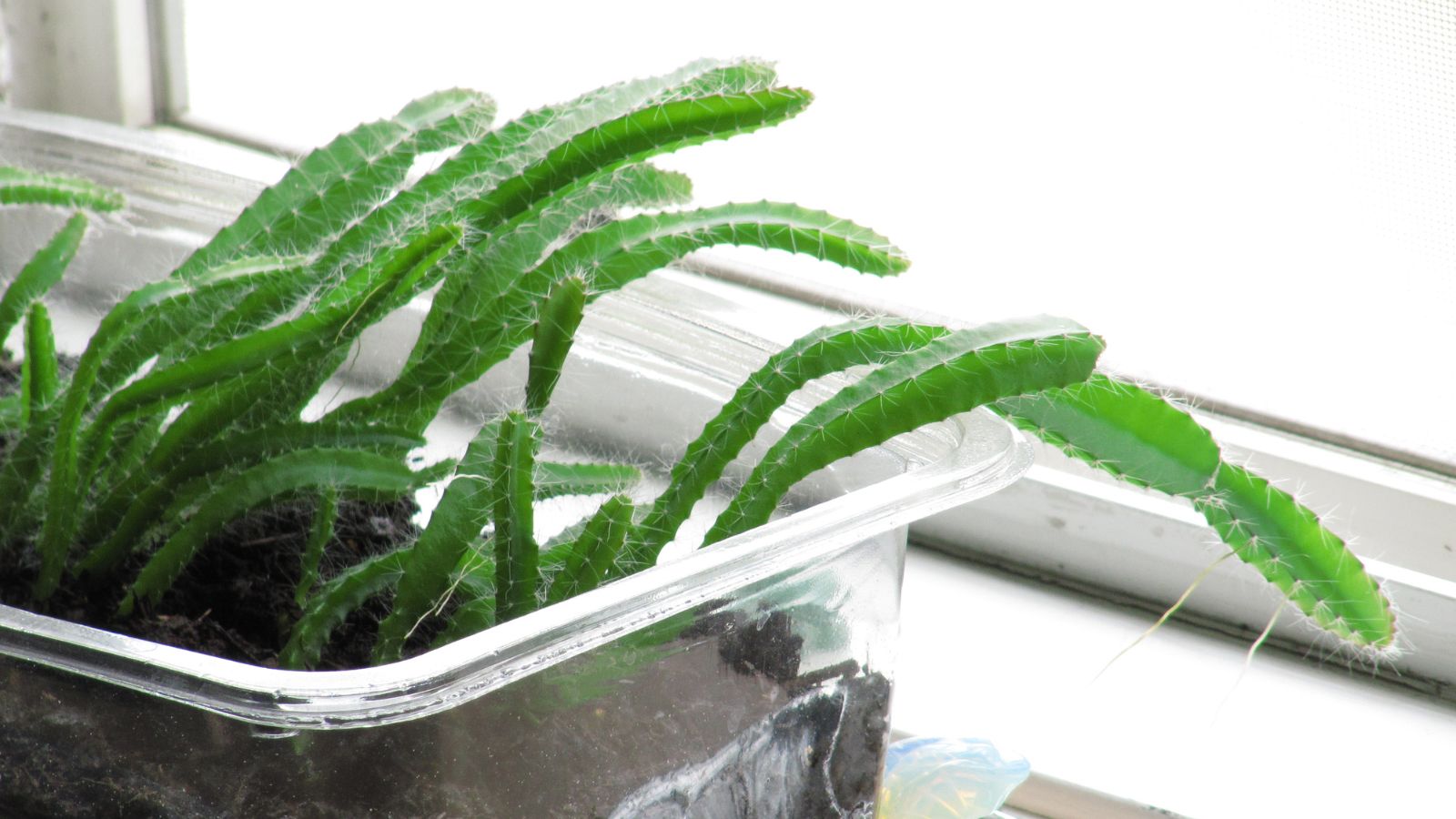 Growing dragon fruit from seed with the young plant developing in a clear container placed near a window with abundant sunlight