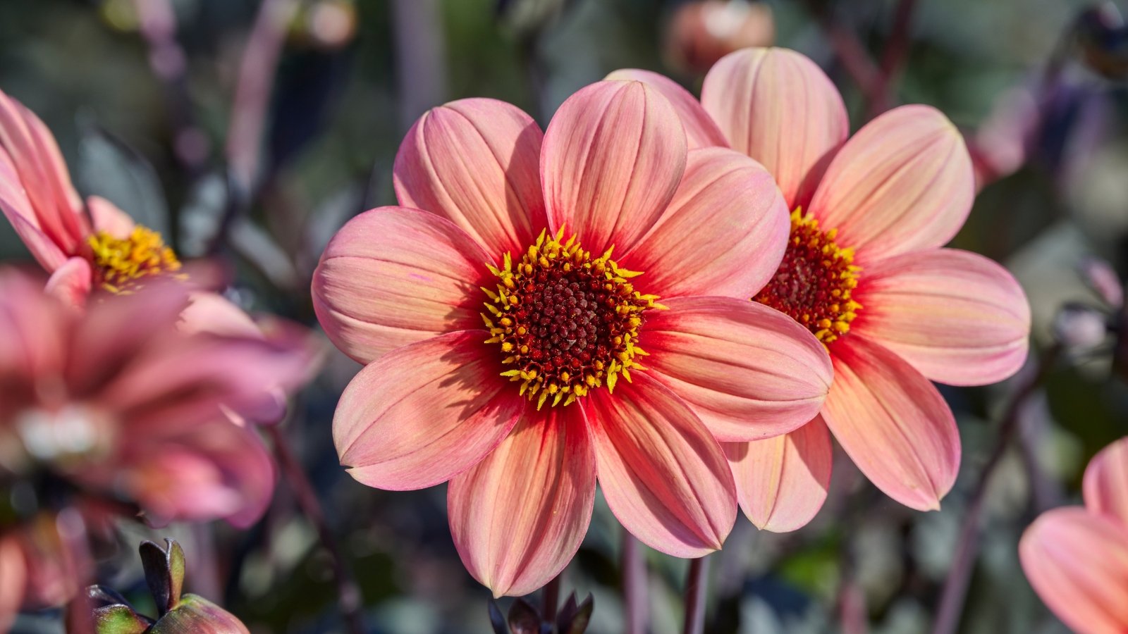 Apricot single petals with a vivid crimson ring encircling a bright yellow center, set against deep olive-green to purple foliage and striking deep red stems.