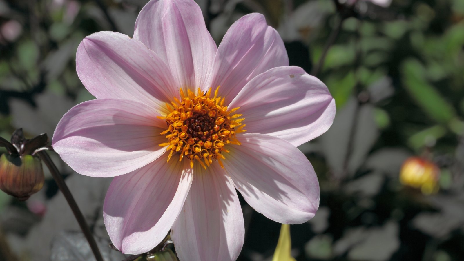 Soft pastel pink petals, smooth and delicate, forming a single, open layer around a small, dark burgundy center with fine detailing.