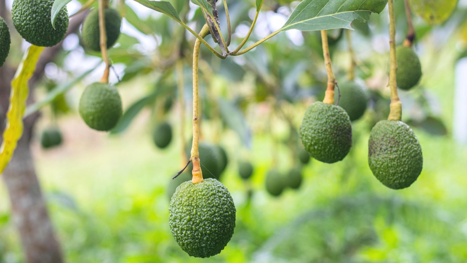 Hanging from tree stems, ripe avocados with rough, dark green skin nestle among leathery green foliage.