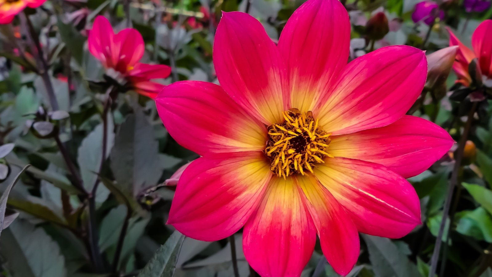 Bright single-layered petals radiate fiery orange and red-pink hues around a dark central disc.