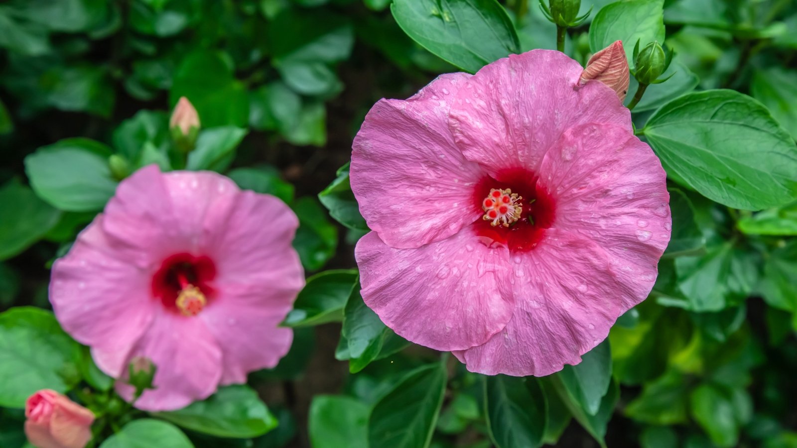 Oversized blooms with wide, ruffled petals, in pink, grow on sturdy stems above large, lobed green leaves.