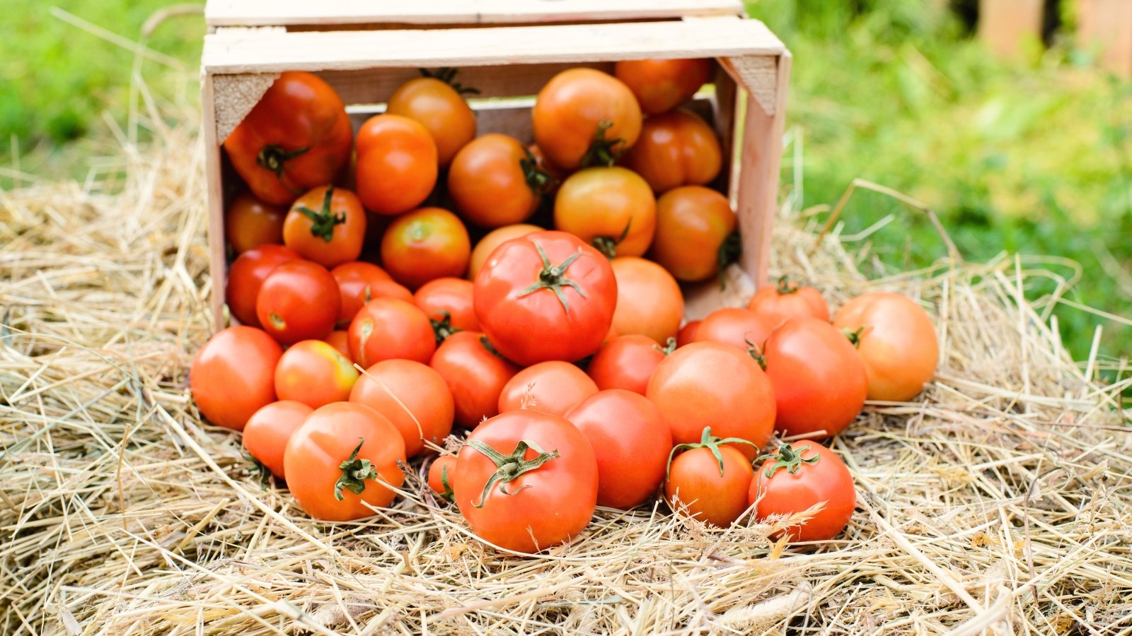 Close-up of freshly picked slightly underripe tomatoes, round in shape, with pale red, yellowish glossy skin, spilled from a wooden crate onto straw mulch in a sunny garden.