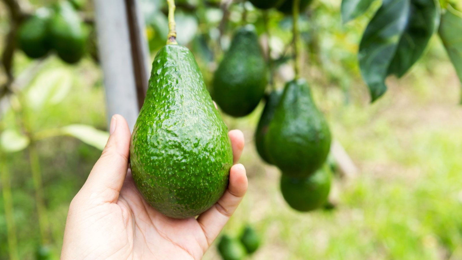 A woman's hand picks a dark green glossy avocado fruit hanging from a tree in a garden.
