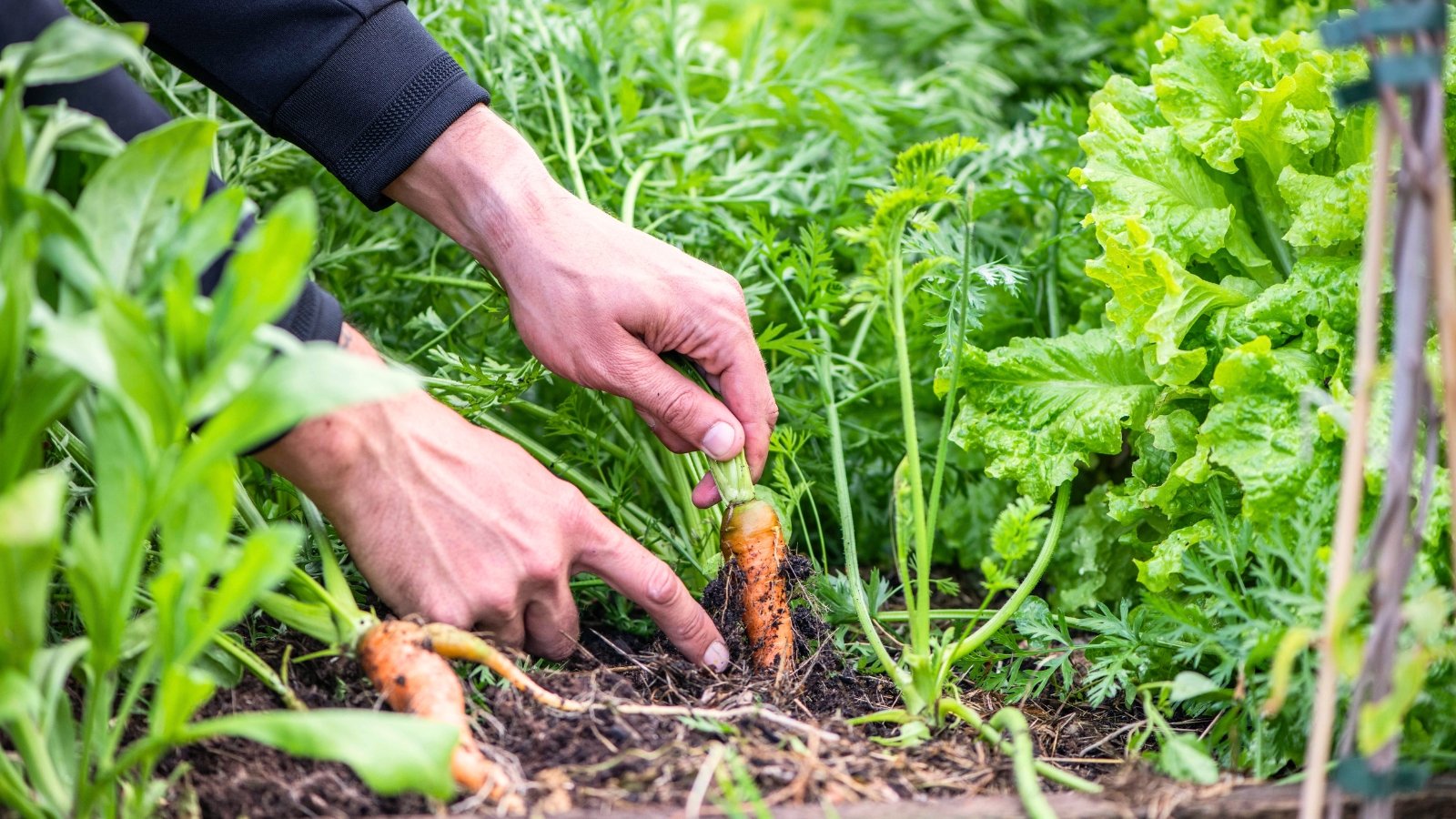 Close-up of male hands pulling a small orange carrot root out of the soil holding it by its green leafy top in the garden.
