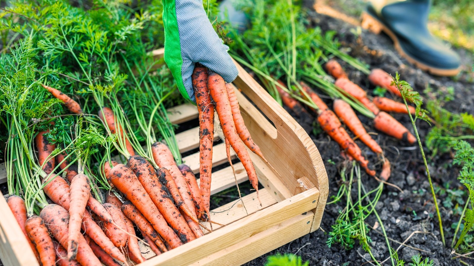 A gardener harvests thin orange carrots with green feathery tops into a wooden crate in the garden.