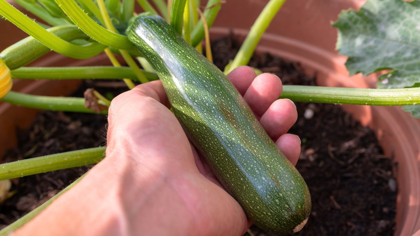 A man's hand is about to pick a young ripe green zucchini fruit growing in a pot.