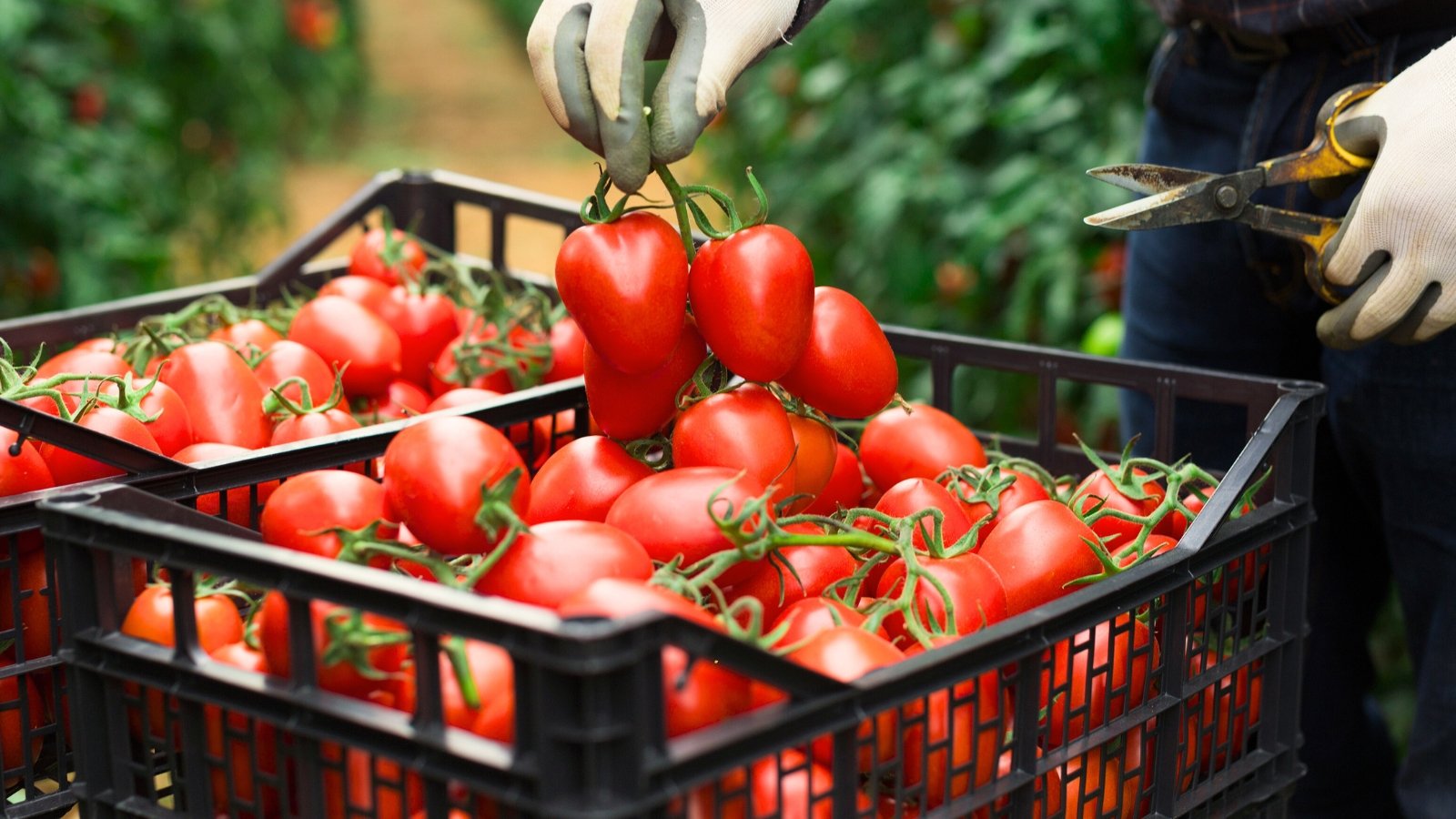 A gardener places freshly picked clusters of oval, glossy, bright red tomatoes into a large crate full of fresh fruit.