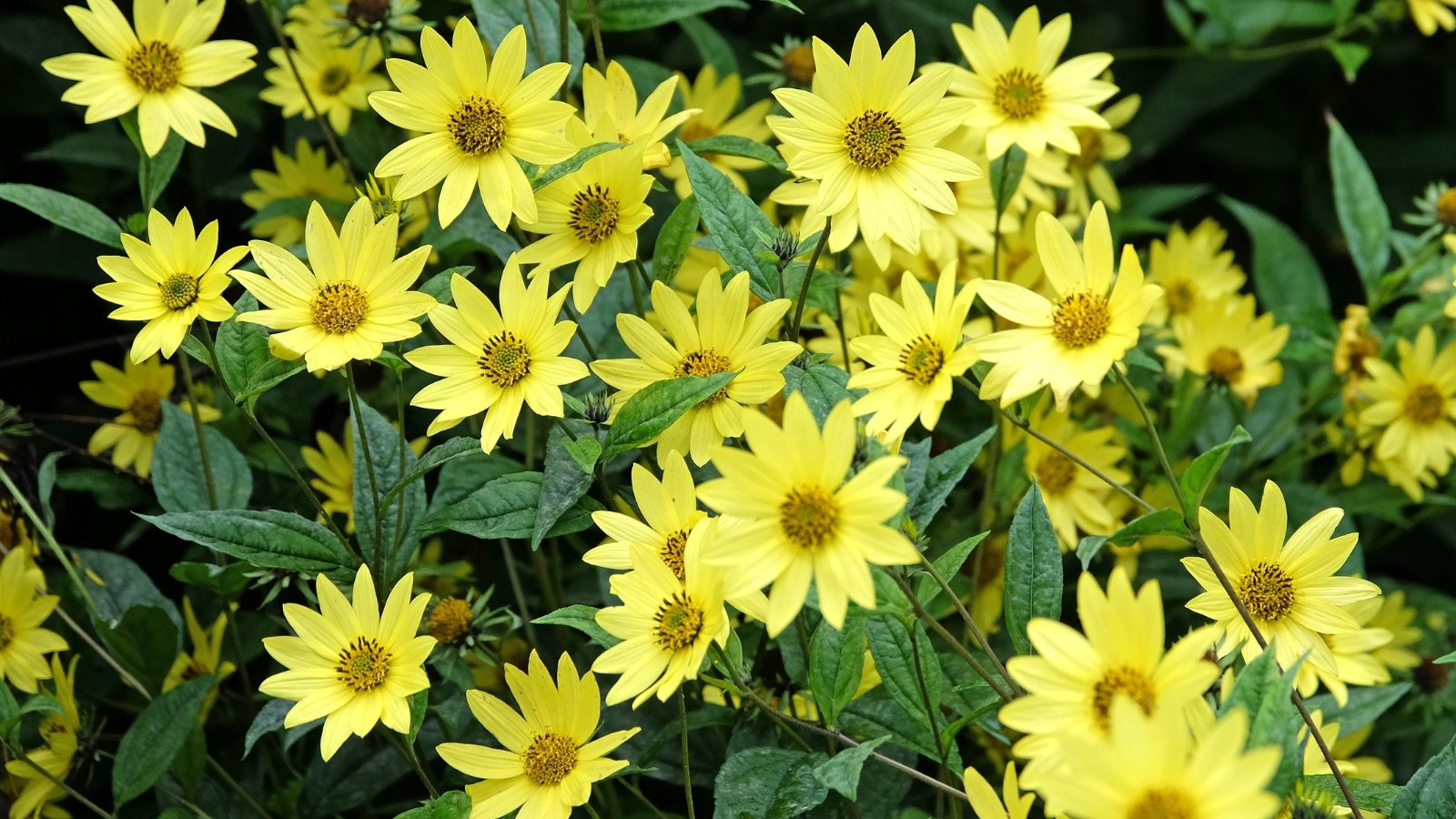 Tall stems topped with large, soft lemon-yellow daisy-like flowers and coarse, rough green leaves.