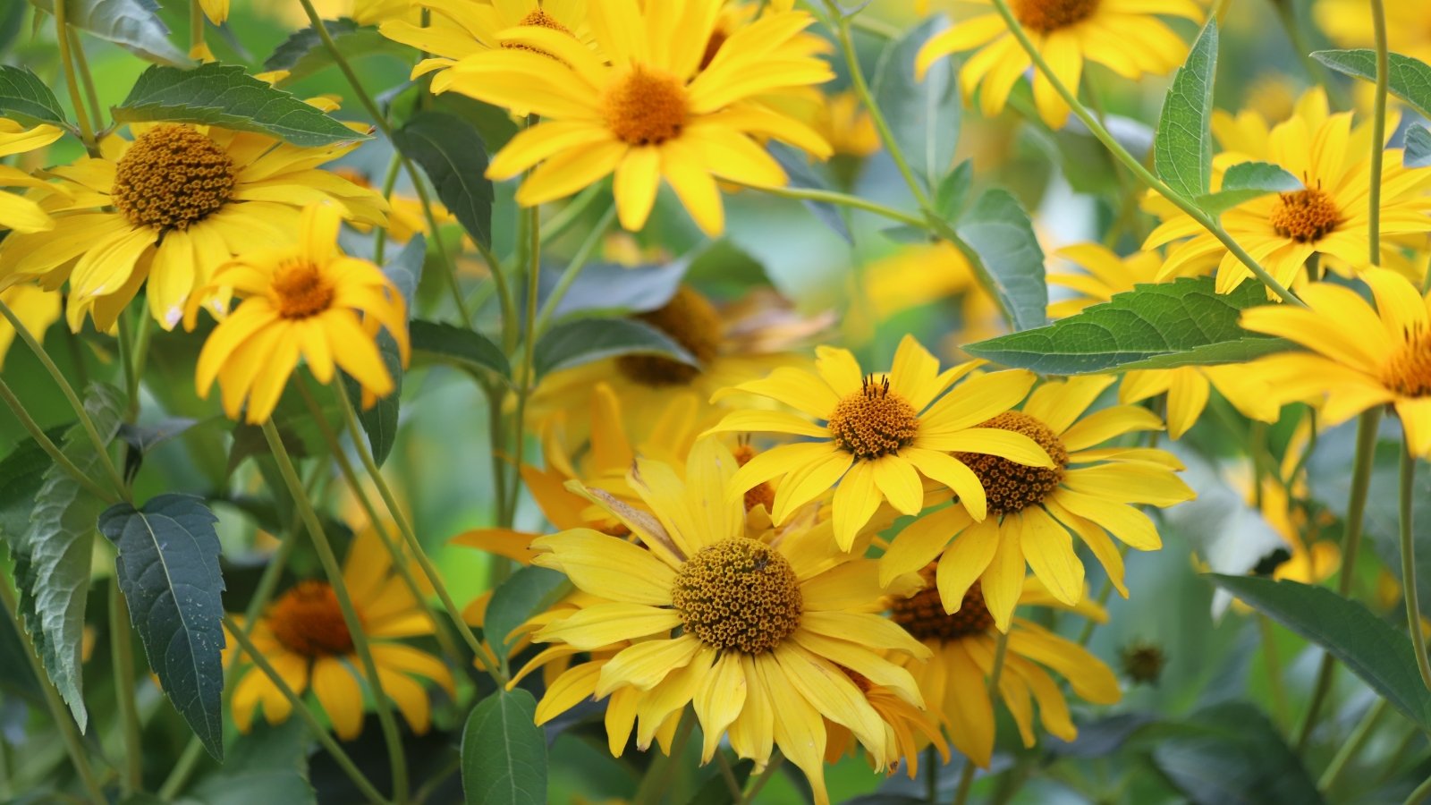 Golden yellow flower heads with a raised center bloom above toothed, lance-shaped green leaves.
