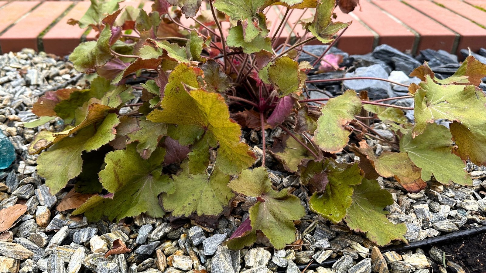 Close-up of a young plant with broad, scalloped green leaves, some showing orange spots and crisp, dry edges from disease stress.