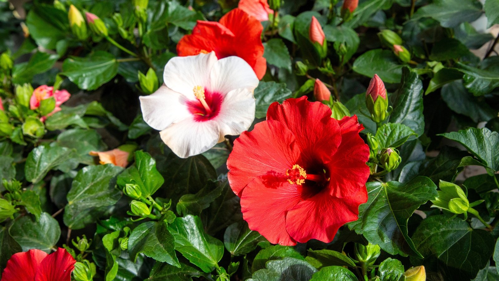 Two large, trumpet-shaped blossoms, one pure white and the other a vivid red, each with a prominent central stamen column, unfurl among glossy, dark green leaves and numerous tight buds.