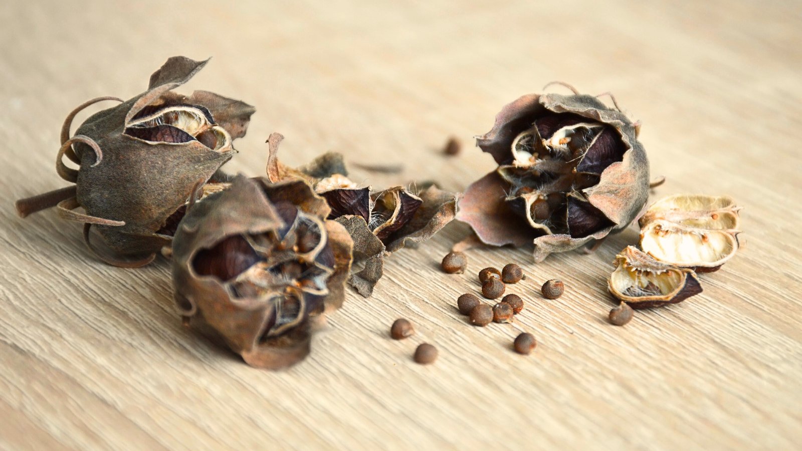 Dry, brown seedpods split open on a table reveal round, dark Hibiscus moscheutos seeds nestled inside.