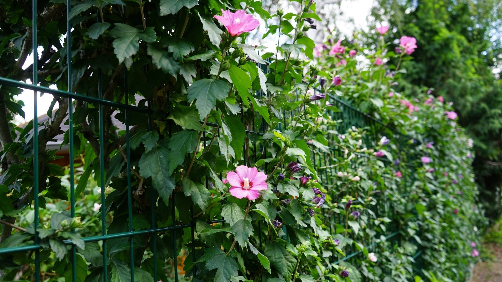 Tall flowering hedge with upright branches, lobed green leaves, and large, showy blooms in shades of pink.