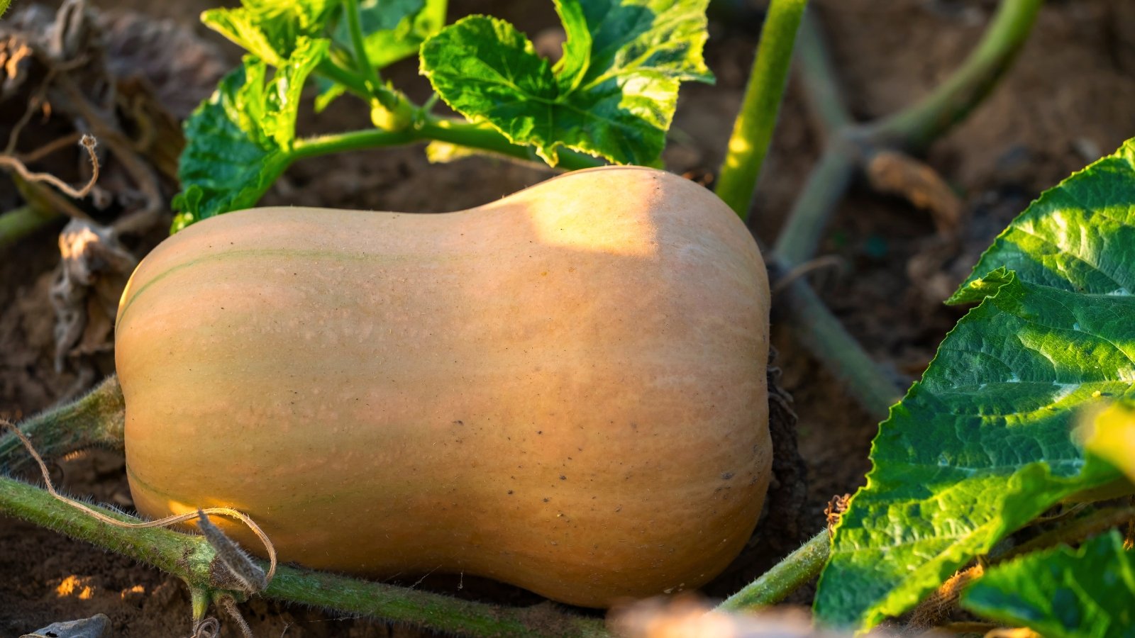 A single tan, ribbed fruit with a bulbous base and narrow neck lies on the soil beside large, lobed green leaves and a thick trailing stem.