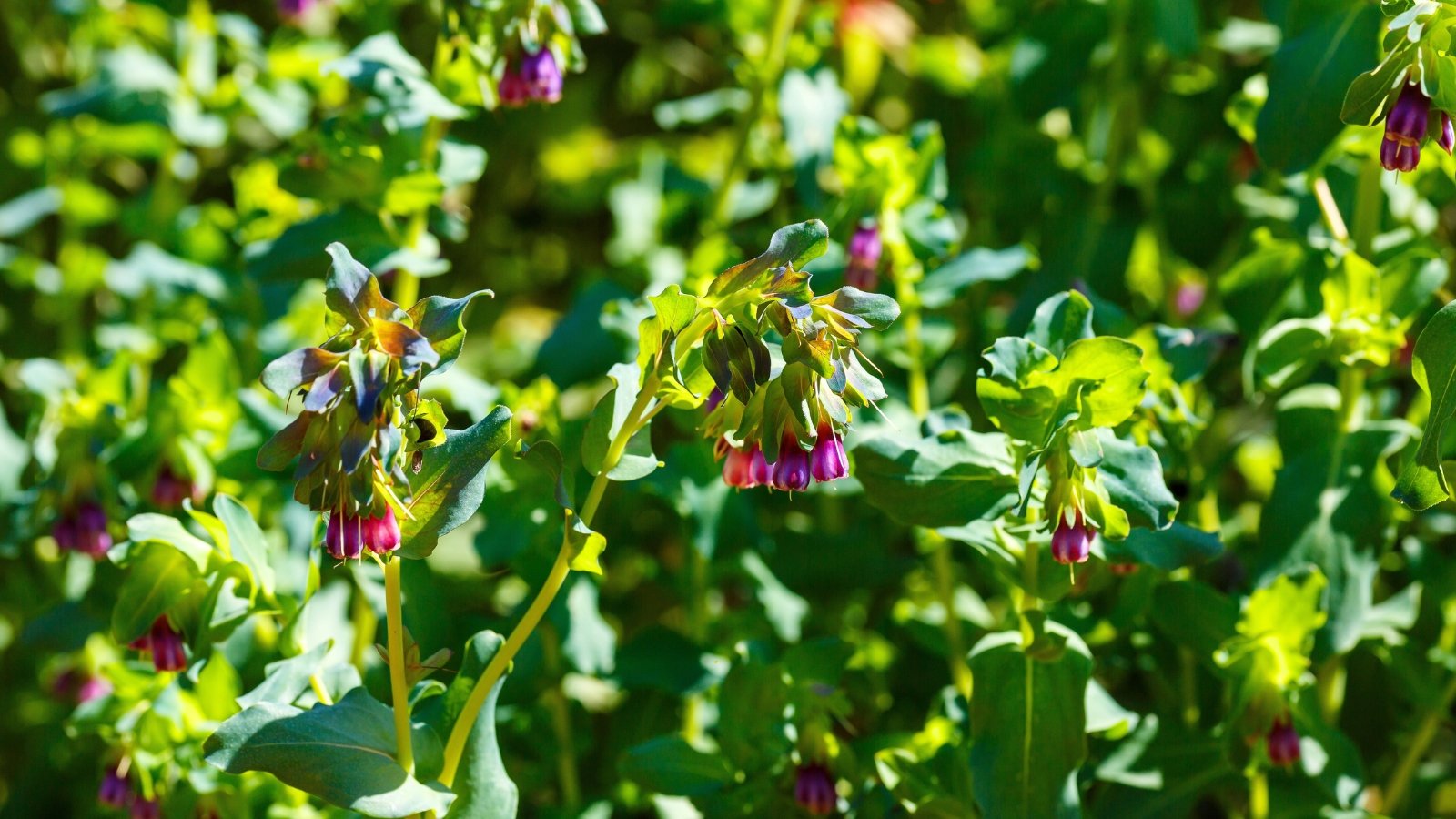 Purple-blue tubular blooms dangle gracefully beneath cool-toned, waxy foliage in full sun.