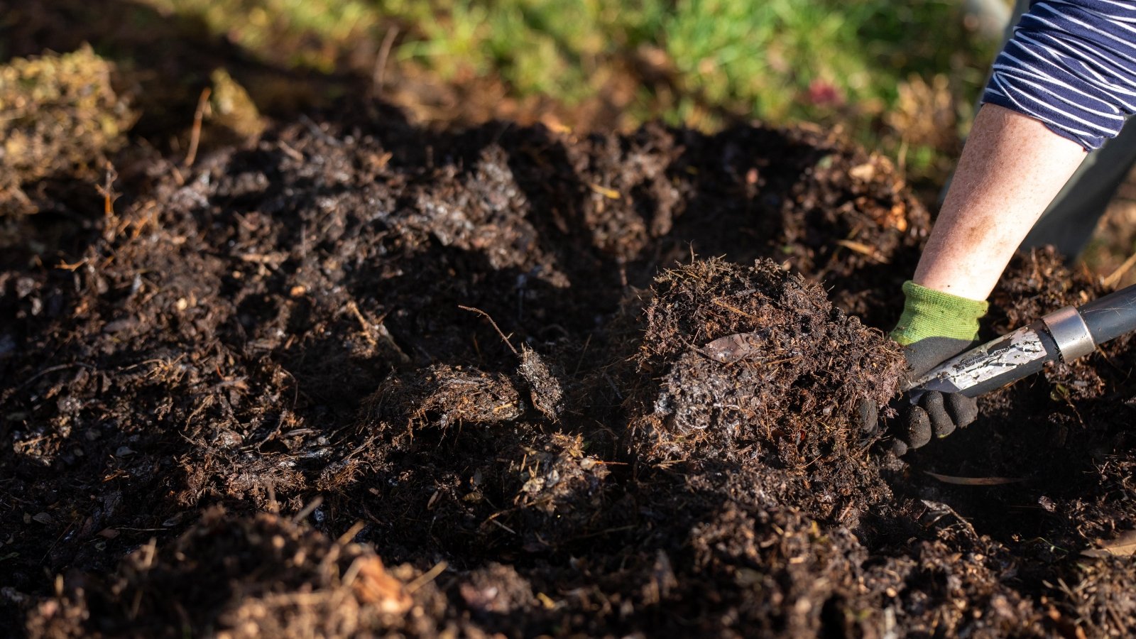 A woman with a large shovel turns a pile of hot compost in a sunny garden.