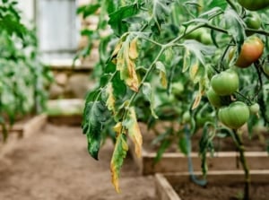 How to save tomato plant, appearing to have browning and wilting leaves, placed in a green house surrounded by other plants