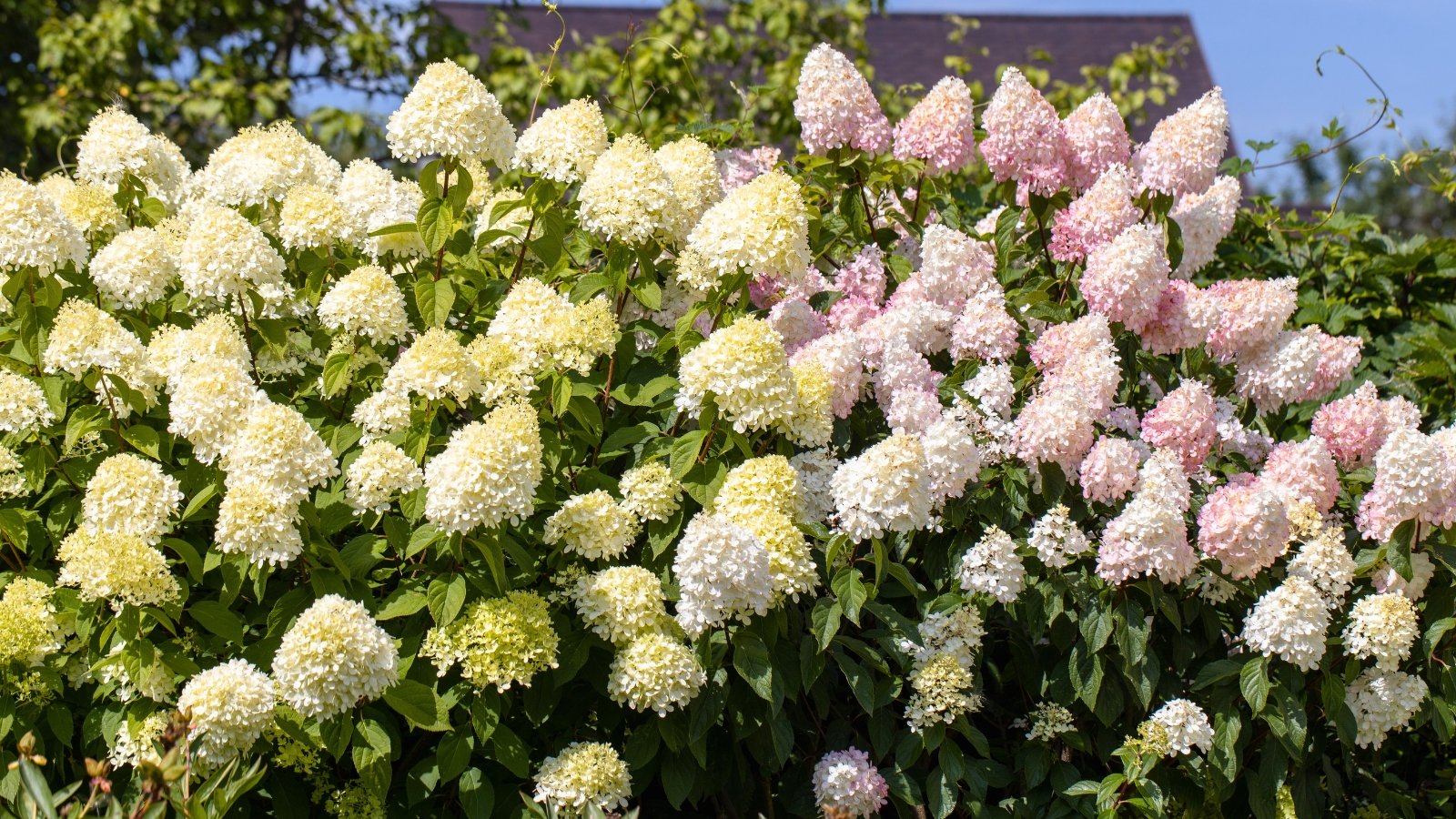 Long, conical clusters of densely packed, small flowers ranging from creamy white to soft pink create a lush, abundant display above dark green foliage.