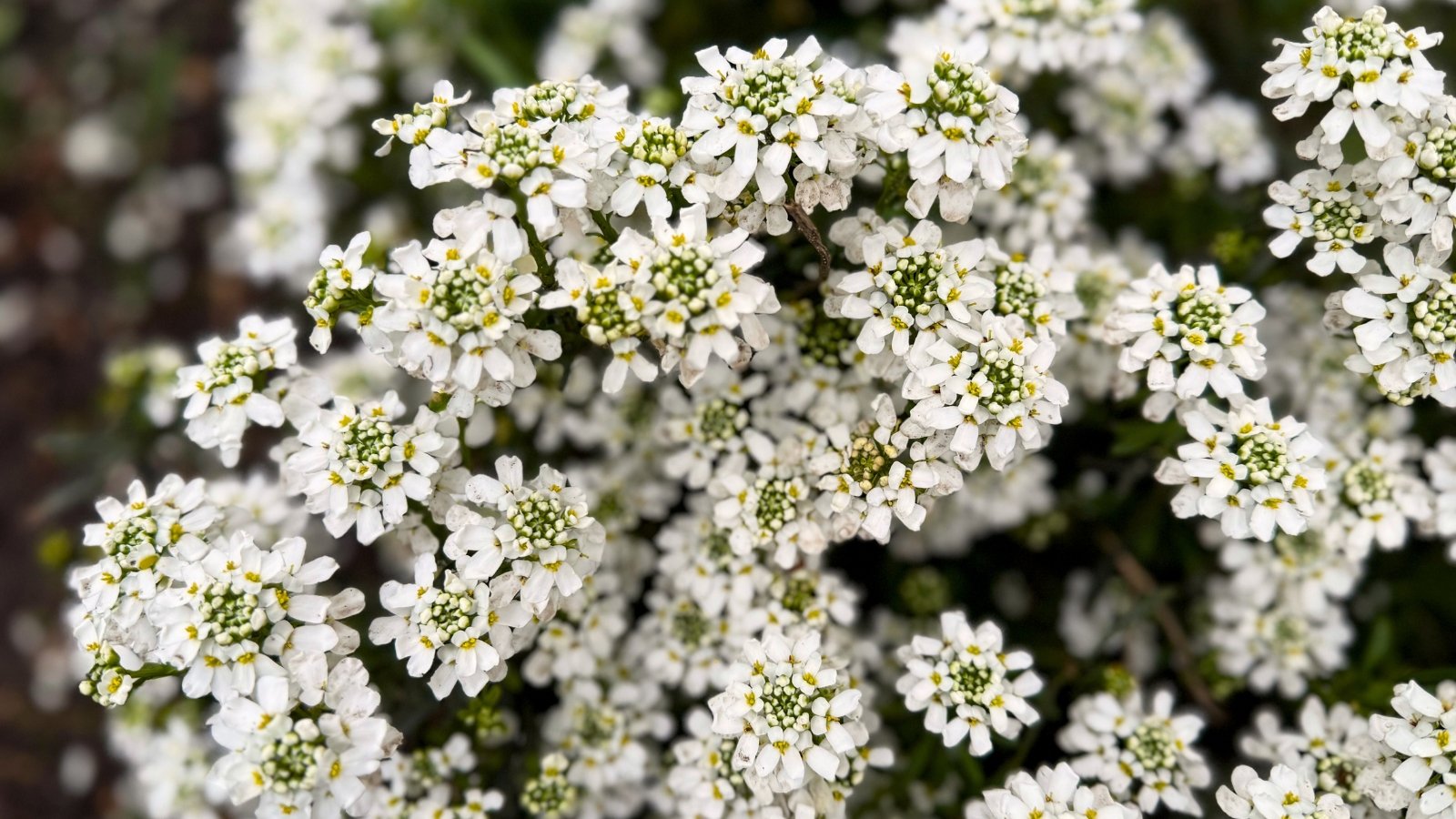 Cluster of small white flowers with rounded petals atop low-growing green foliage.