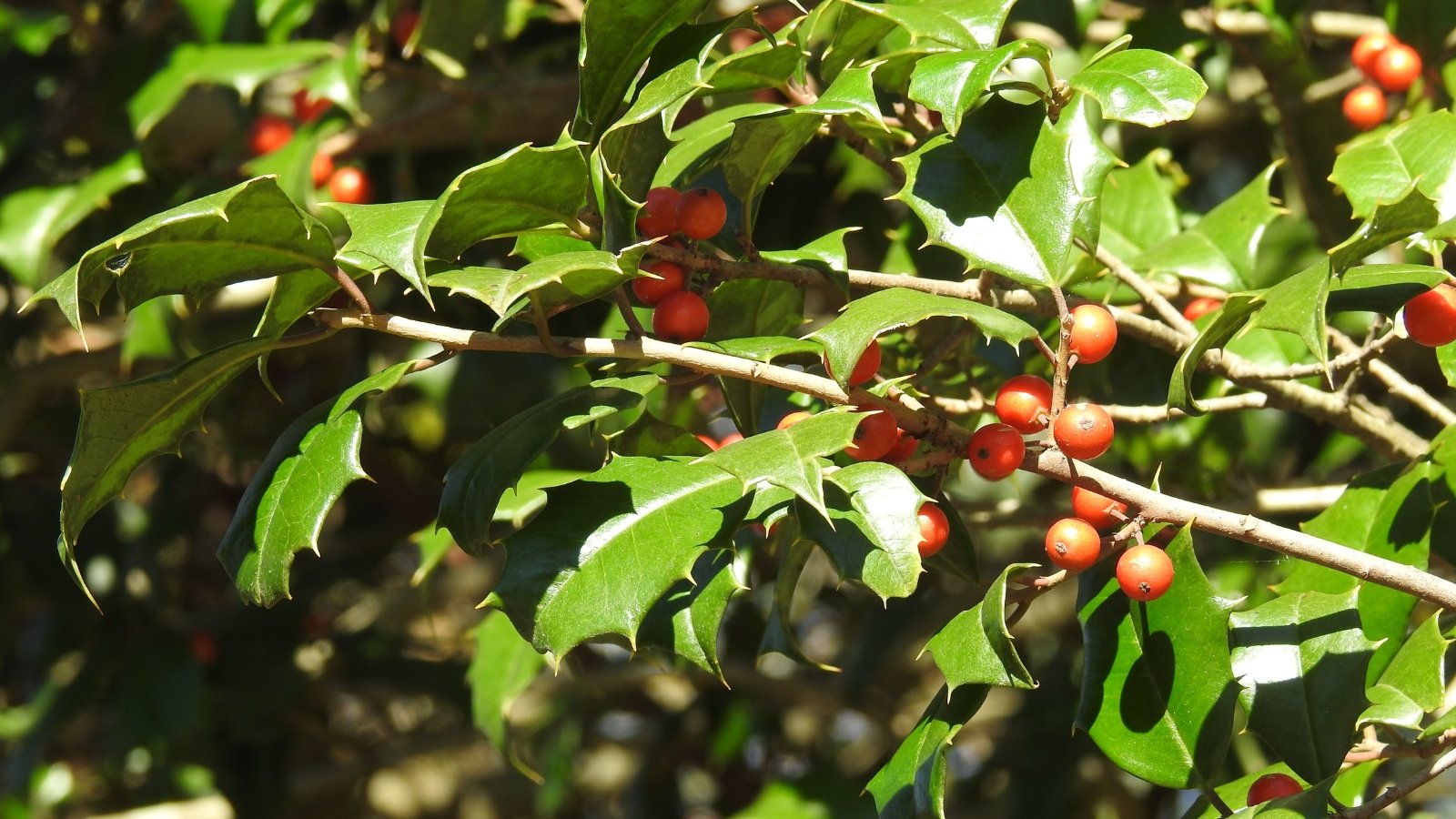 Glossy dark green spiny leaves cluster along reddish stems with bright red berries nestled among them in close-up.