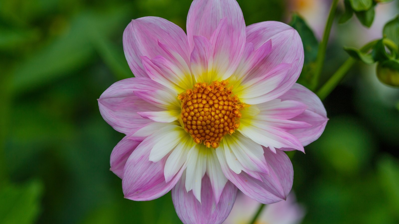 Delicate orchid pink broad petals form a single outer ring surrounding a bright yellow central disc, accented by a smaller inner collar of dainty white ruffled petals.