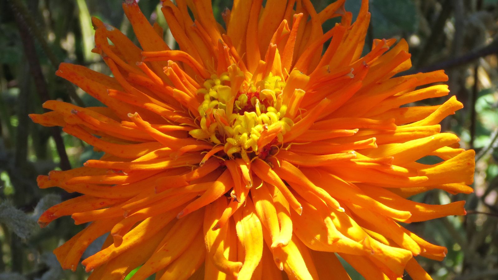 A close-up shot of a bright yellow-orange colored flower of the Inca variety