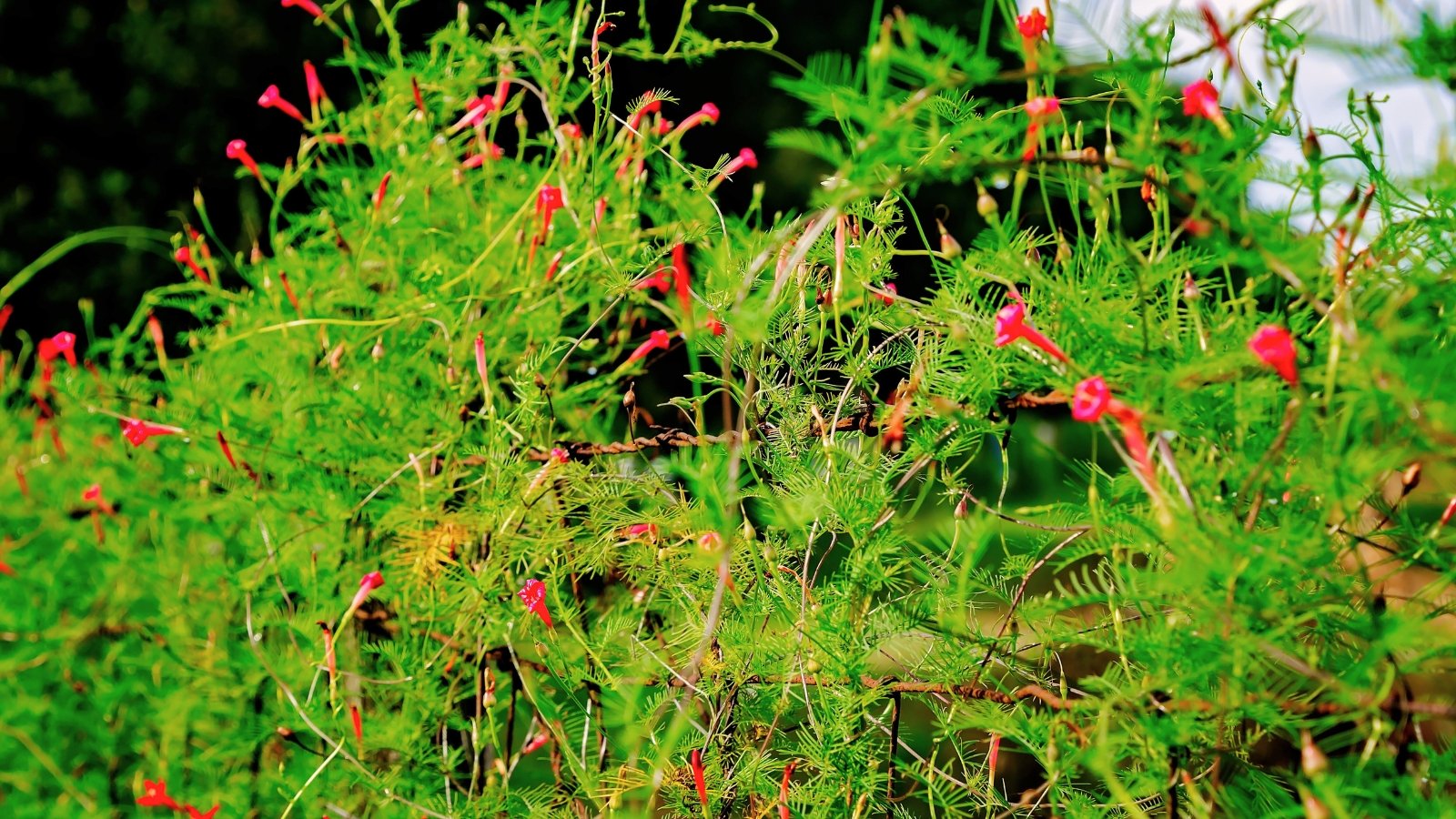 Trailing stems entwine a fence, bearing deeply cut green leaves and clusters of glowing red starry blooms.