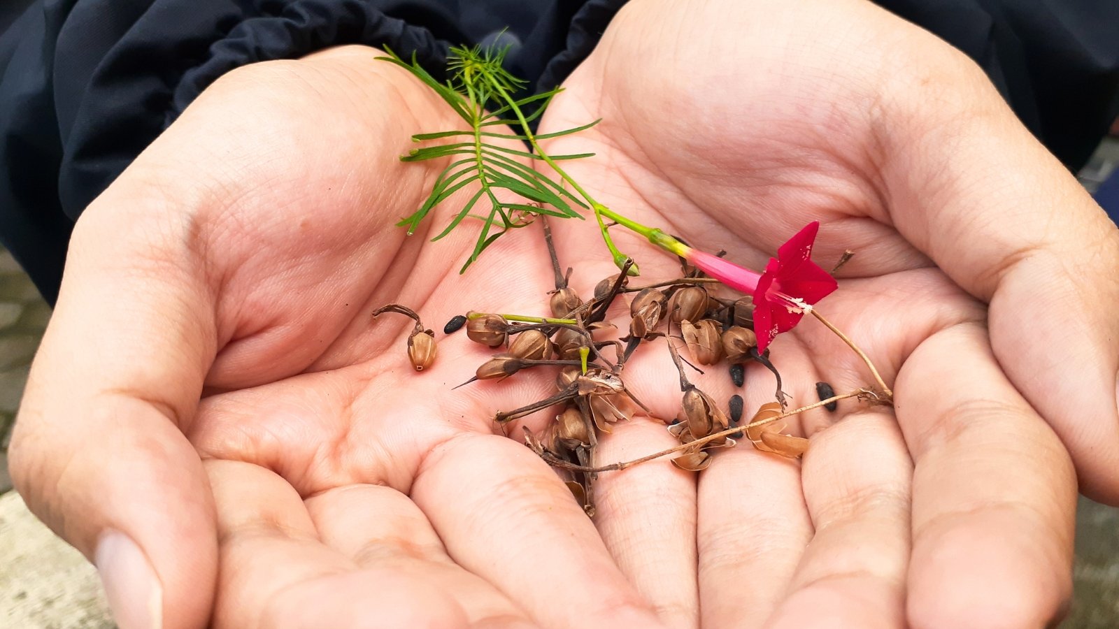 Close-up of a man's hands gently holding a star-shaped red flower and small dark seeds.