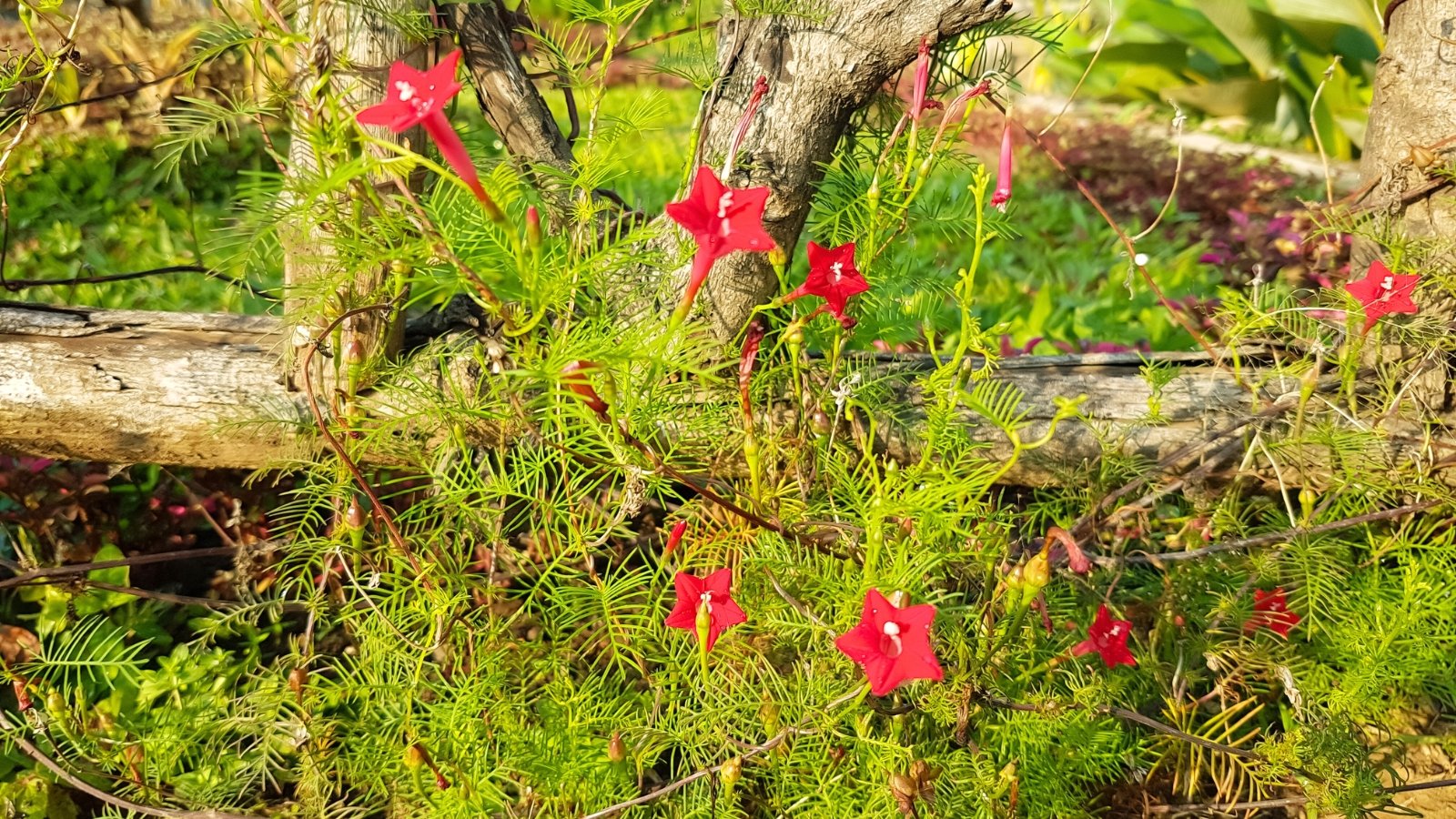 Thin green vines covered in airy, divided leaves produce a profusion of starry red flowers in full sun.
