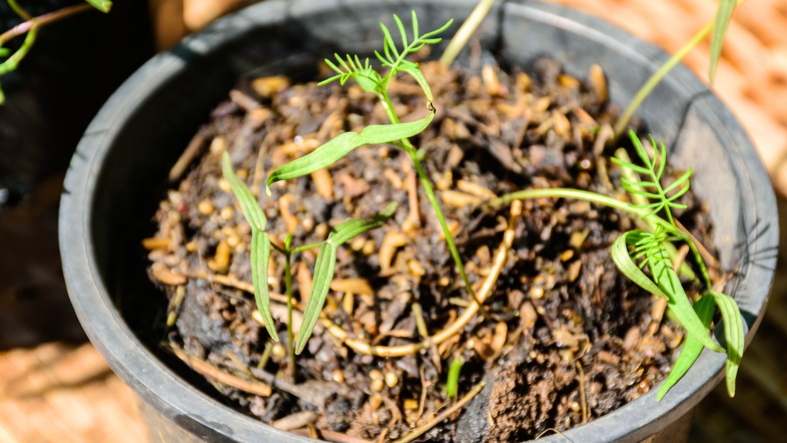 Delicate seedlings with slender stems and finely divided feathery leaves emerging from soil in a small pot.