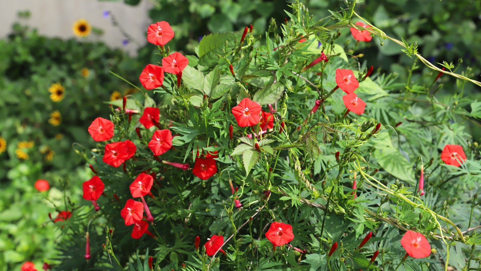 Funnel-shaped, red flowers with heart-shaped leaves and slender, twining stems.