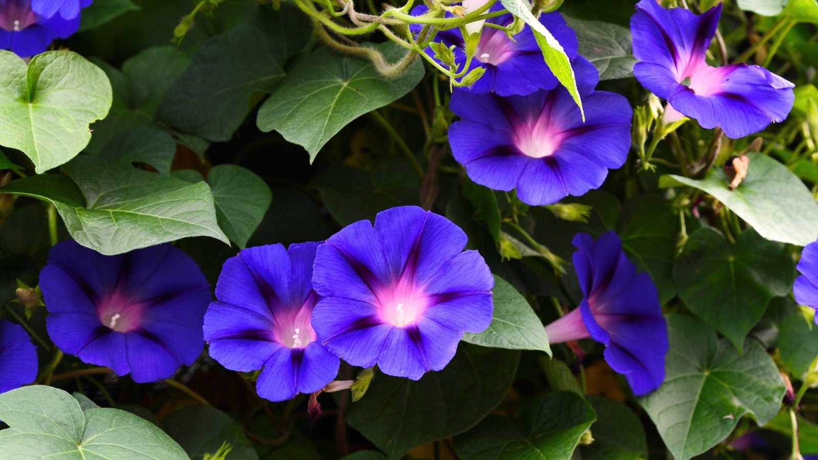 Trumpet-shaped, deep purple flowers bloom on climbing vines with heart-shaped green leaves.
