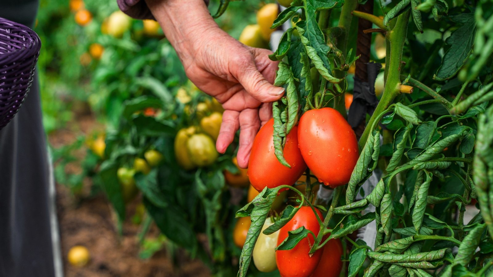 Italian nonna tomato tricks. An older woman harvests bright red plum tomatoes amidst lush green foliage in her garden beds.